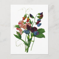 Pois doux rose bleu et violet par Redoute