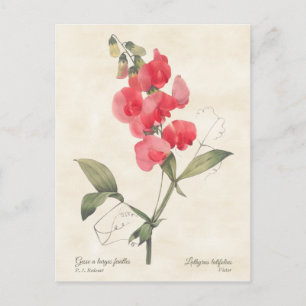 Carte Postale Pois doux rose clair Vintage Botanique