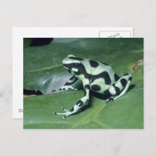 Carte Postale Poison Dart Frog, (Dendrobates auratus) Cahuita (Devant / Derrière)