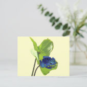 Carte Postale Poison grenouille (Debout devant)