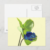 Carte Postale Poison grenouille (Devant / Derrière)