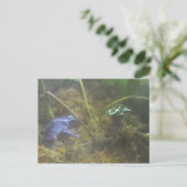 Carte Postale Poison grenouilles (Debout devant)