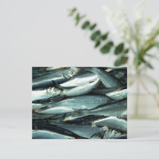 Carte Postale Poisson (Debout devant)