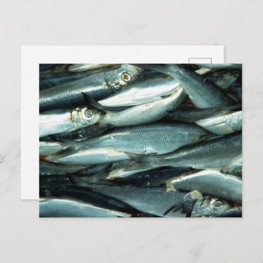 Carte Postale Poisson (Devant / Derrière)