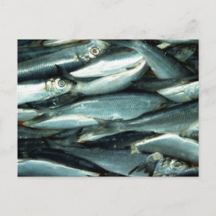 Carte Postale Poisson