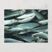Carte Postale Poisson (Devant)