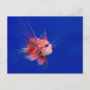 Carte Postale Poisson