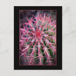 Carte Postale Poisson