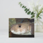 Carte Postale Poisson (Debout devant)