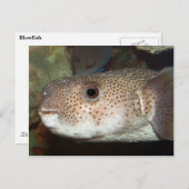 Carte Postale Poisson (Devant / Derrière)