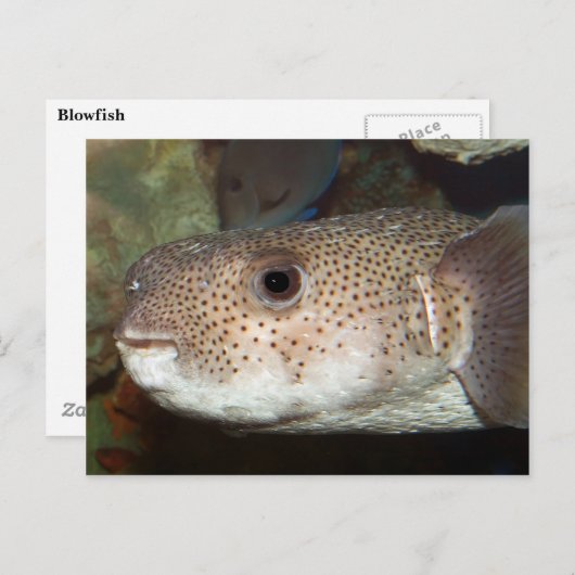 Carte Postale Poisson (Devant / Derrière)