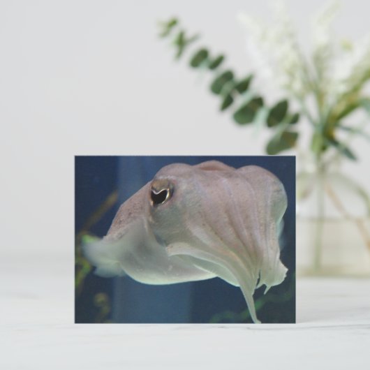 Carte Postale poisson (Debout devant)