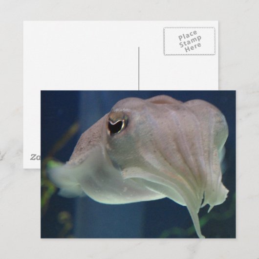 Carte Postale poisson (Devant / Derrière)