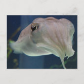 Carte Postale poisson (Devant)