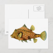 Carte Postale Poisson (Devant / Derrière)