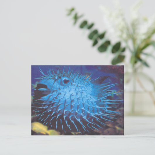 Carte Postale Poisson (Debout devant)