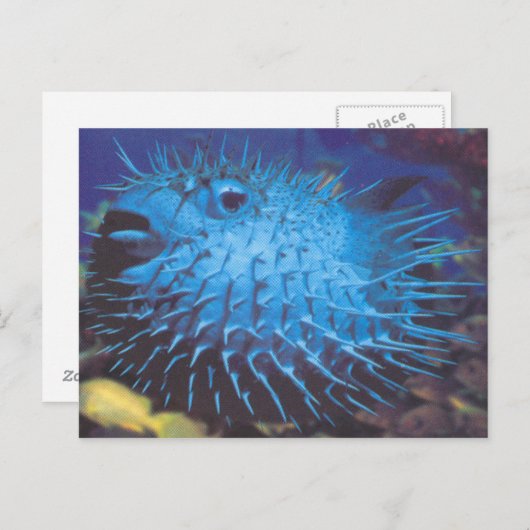 Carte Postale Poisson (Devant / Derrière)