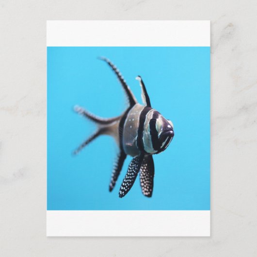 Carte Postale Poisson (Devant)