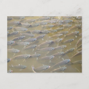 CARTE POSTALE POISSON