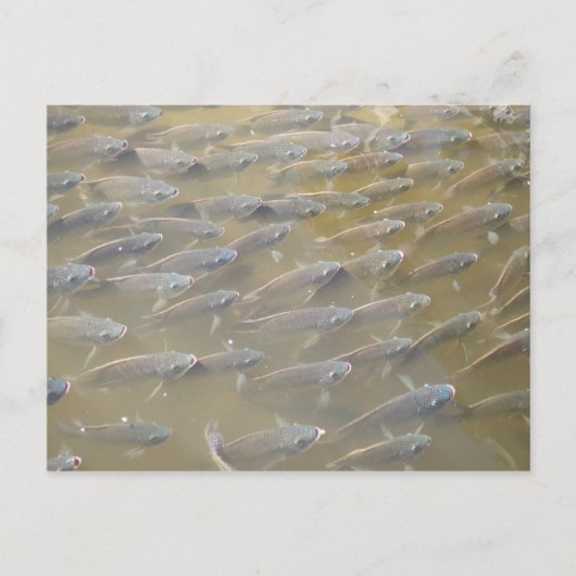 CARTE POSTALE POISSON (Devant)