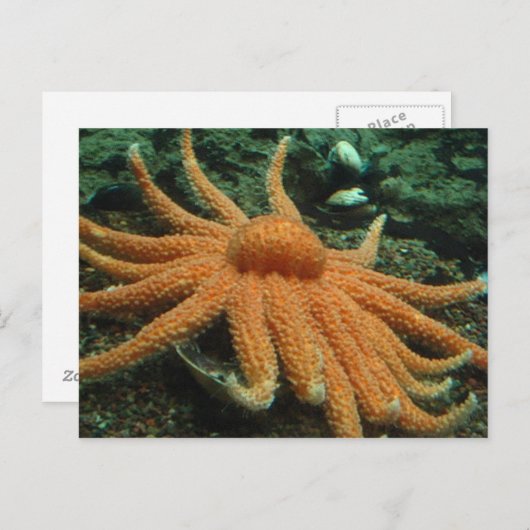 Carte Postale Poisson (Devant / Derrière)