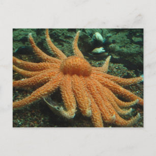 Carte Postale Poisson