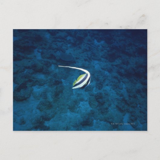 Carte Postale Poisson 2 (Devant)