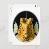 Carte Postale Poisson à longue corne (Devant / Derrière)