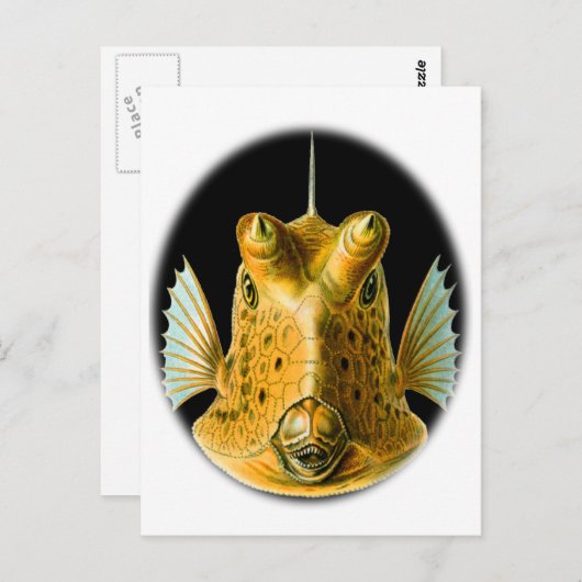 Carte Postale Poisson à longue corne (Devant / Derrière)