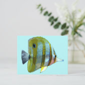 Carte Postale Poisson à papillon à bande de cuivre (Debout devant)