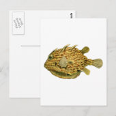 Carte Postale Poisson à raies (Devant / Derrière)