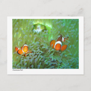 Carte Postale Poisson anémone - 02