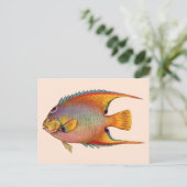 Carte Postale poisson-ange (Debout devant)