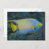 Carte Postale Poisson-ange (Devant / Derrière)