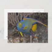 Carte Postale Poisson-ange (Holacanthus ciliaris) nageant (Devant / Derrière)