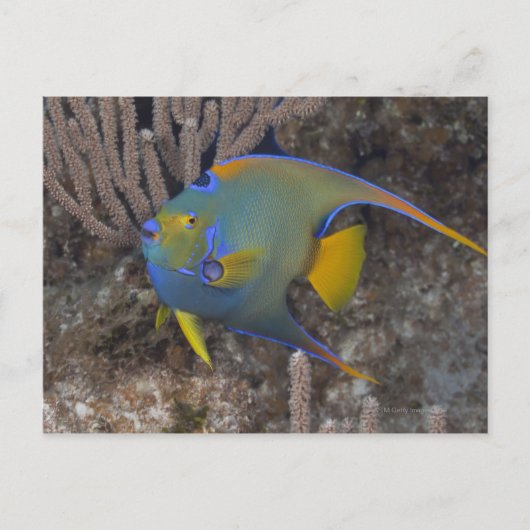 Carte Postale Poisson-ange (Holacanthus ciliaris) nageant (Devant)