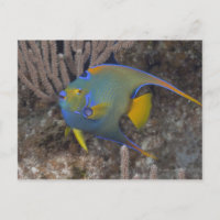 Poisson-ange (Holacanthus ciliaris) nageant