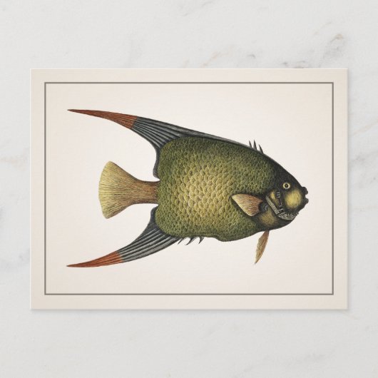 Carte postale poisson-ange - Style I (Devant)