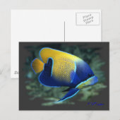 Carte Postale Poisson Angel Majestic (Devant / Derrière)