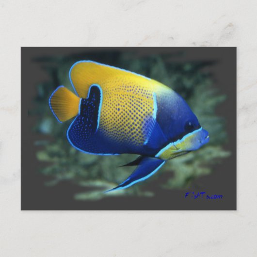 Carte Postale Poisson Angel Majestic (Devant)
