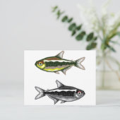 Carte Postale Poisson aquarium Neon Tetra (Debout devant)