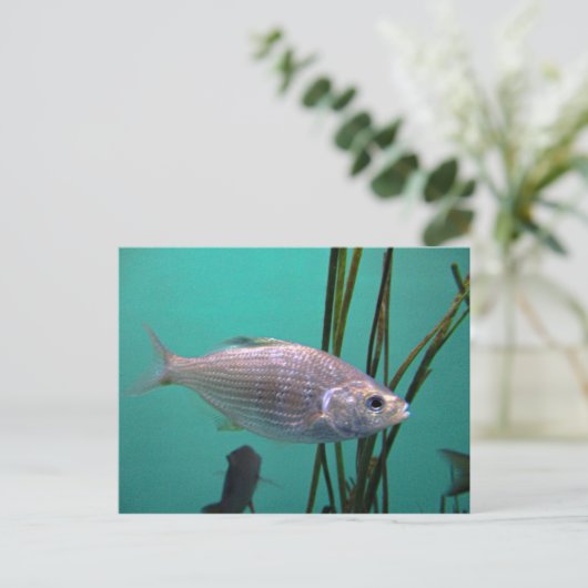 Carte Postale Poisson argenté (Debout devant)