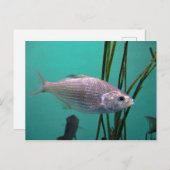 Carte Postale Poisson argenté (Devant / Derrière)