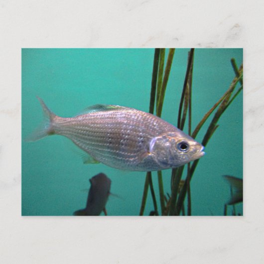 Carte Postale Poisson argenté (Devant)