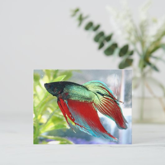 Carte Postale Poisson Bêta (Debout devant)