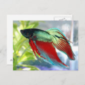 Carte Postale Poisson Bêta (Devant / Derrière)