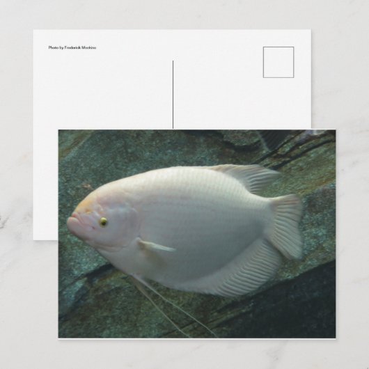 Carte Postale Poisson blanc (Devant / Derrière)