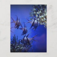 Poisson blanc et noir en mer Bleue profonde