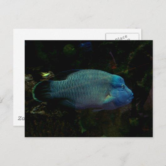 Carte Postale Poisson bleu cool (Devant / Derrière)