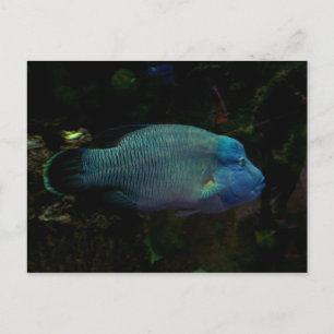 Carte Postale Poisson bleu cool